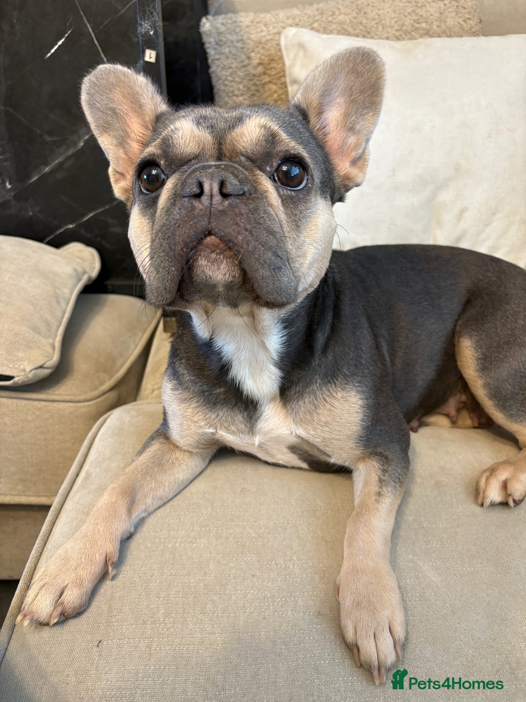 French Bulldog dogs for sale: 3 French bulldog puppies  - Image 14