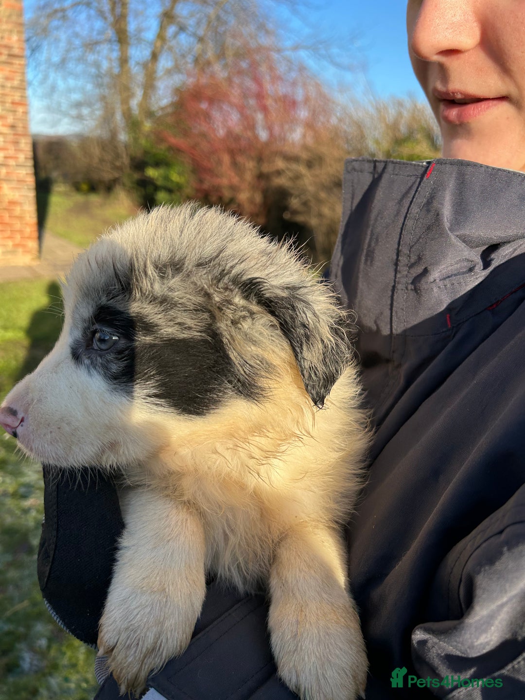 Border Collie dogs for sale: BEAUTIFUL BORDER COLLIE PUPS - Advert 22