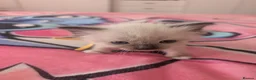 Ragdoll cats for sale: 3 of 6 ragdoll kittens available  - Advert 7