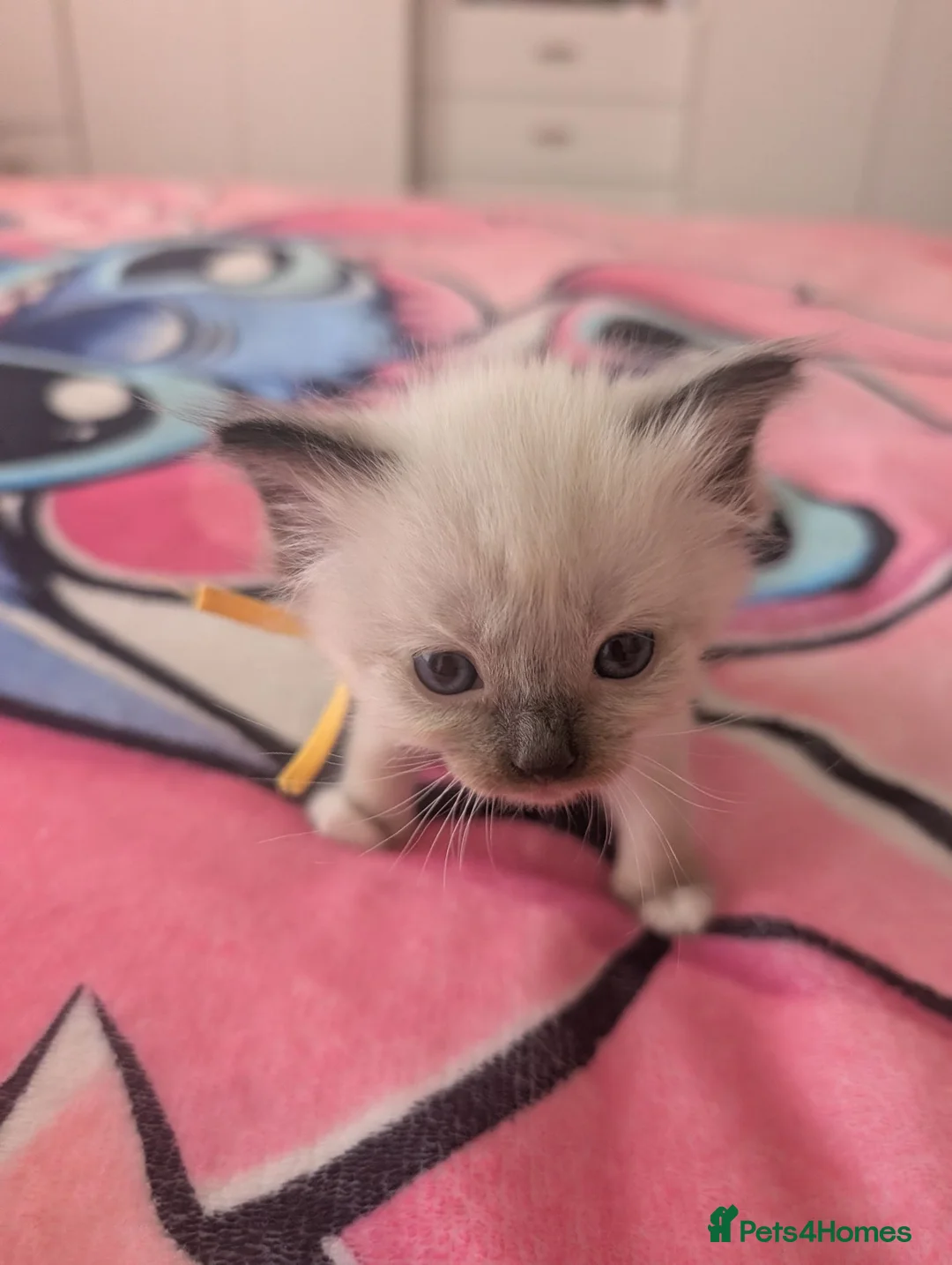 Ragdoll cats for sale: 3 of 6 ragdoll kittens available  - Advert 7
