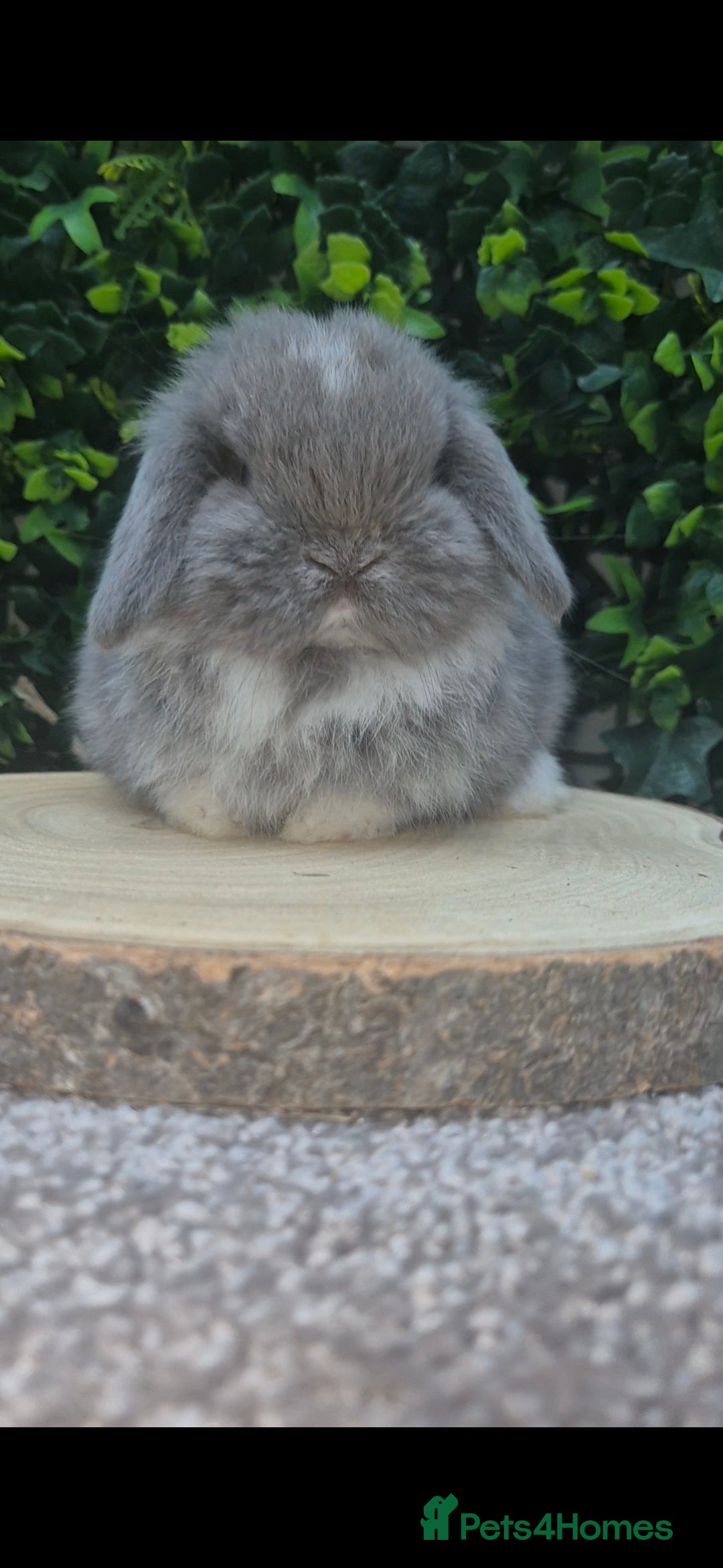 Mini Lop rabbits for sale: Mini lop baby girl ready now - Advert 7