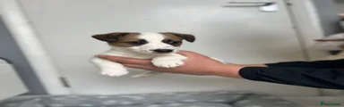 Jack Russell Puppy 1