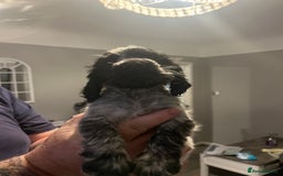Cocker Spaniel dogs for sale: SHOW COCKER PUPS  - Image 4