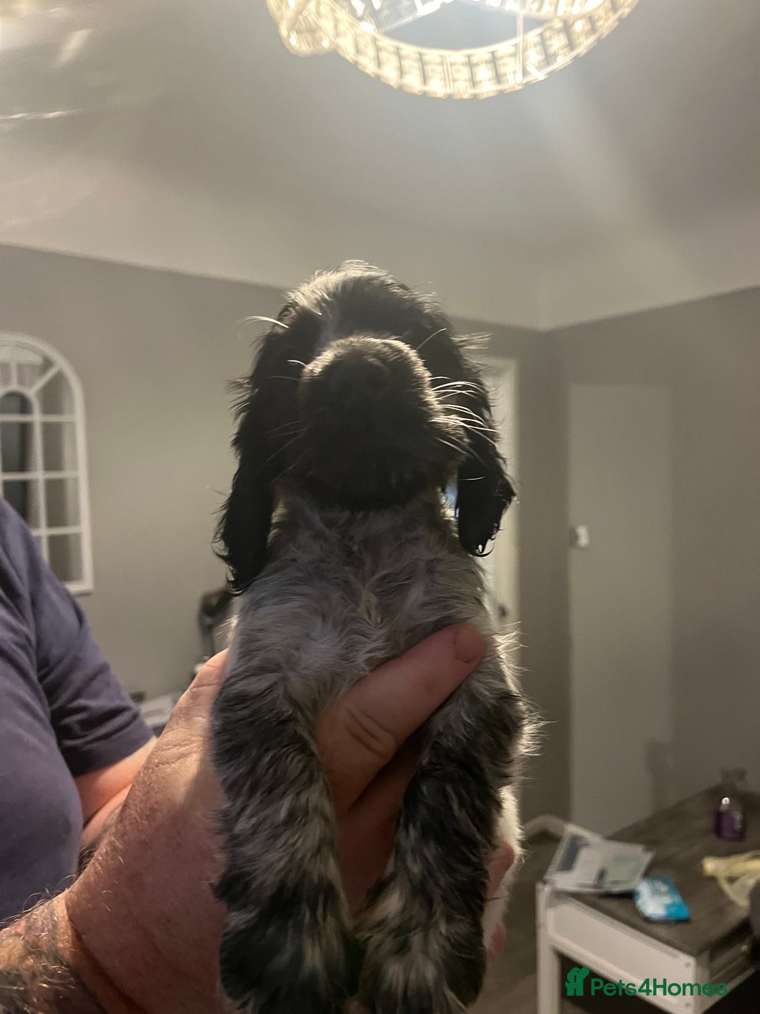 Cocker Spaniel dogs for sale: SHOW COCKER PUPS  - Image 4