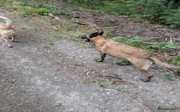 Belgian Shepherd Dog dogs for sale: Calm, loving Athena - Image 12