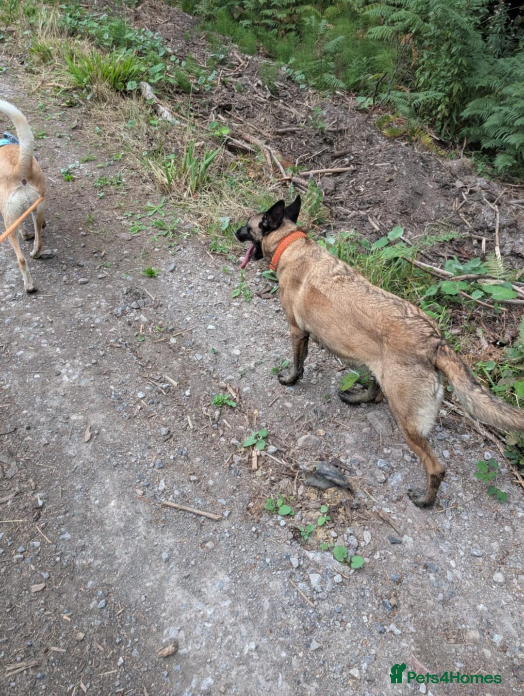 Belgian Shepherd Dog dogs for sale: Calm, loving Athena - Image 12