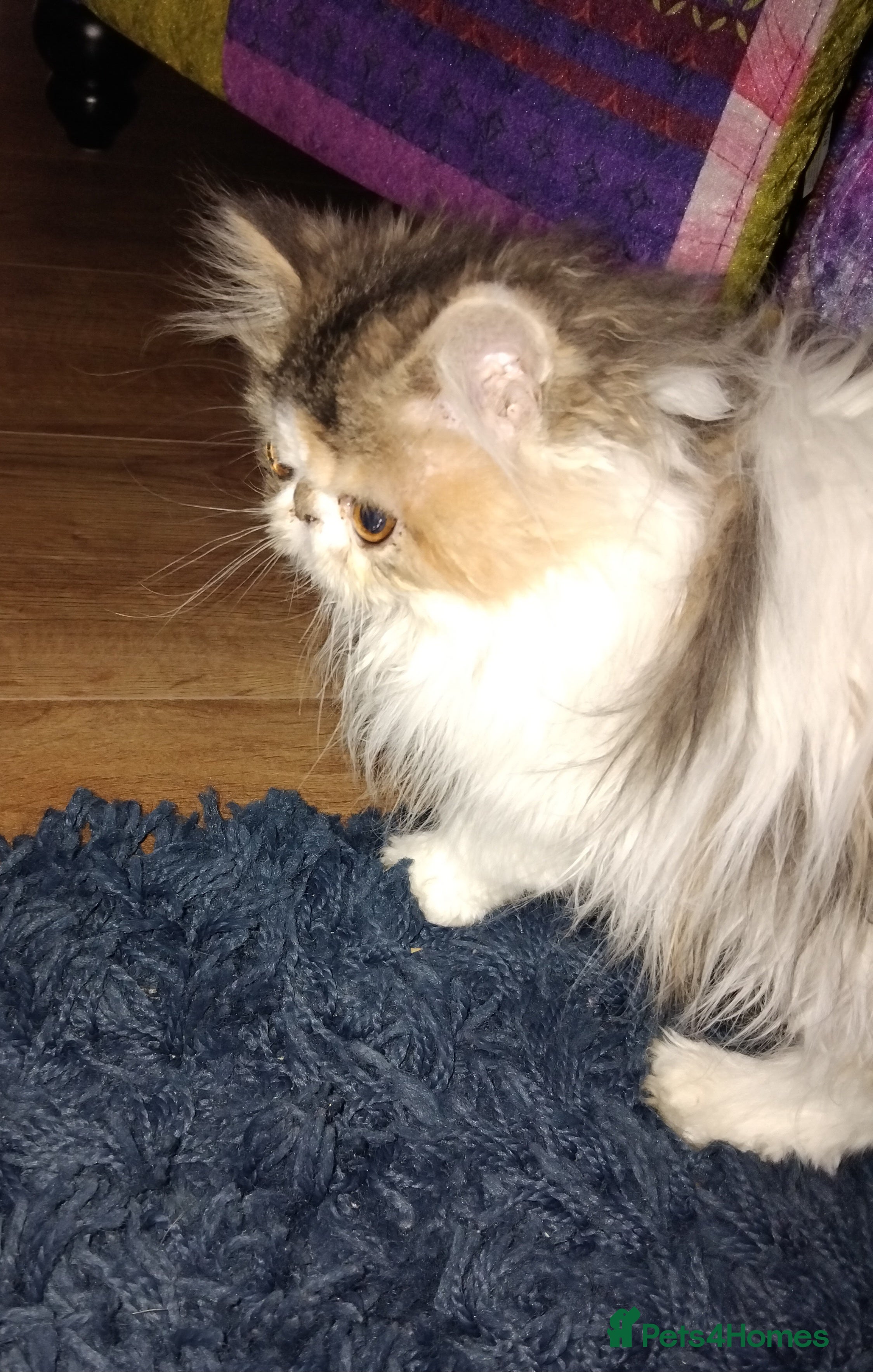 Persian cats Beautiful persian kittens  - Advert 4