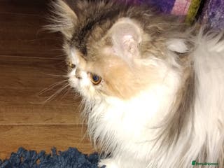 Persian cats Beautiful persian kittens - Advert 4