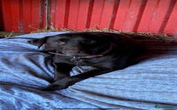 Labrador Retriever dogs for sale: Labrador puppies for sale  - Image 9