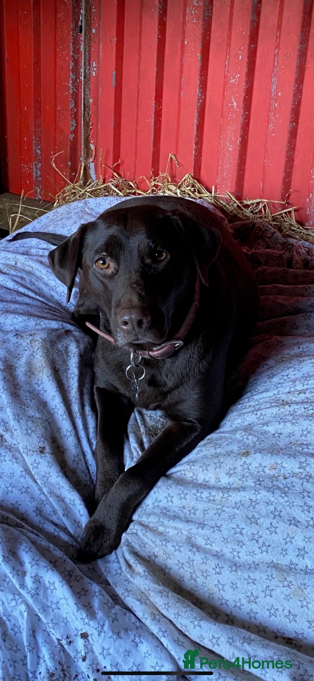 Labrador Retriever dogs for sale: Labrador puppies for sale  - Image 9