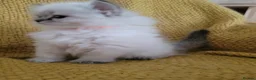 Siberian cats for sale: 💎Championship Line - Last Available Kitten💎 - Advert 23
