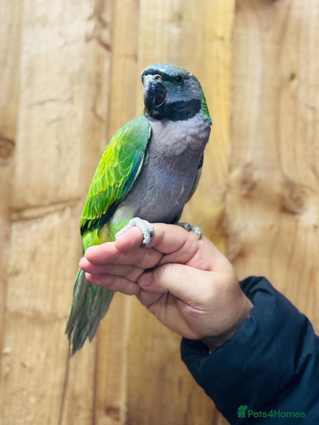 Parrots birds for sale: Darbyan parrot - Advert 5