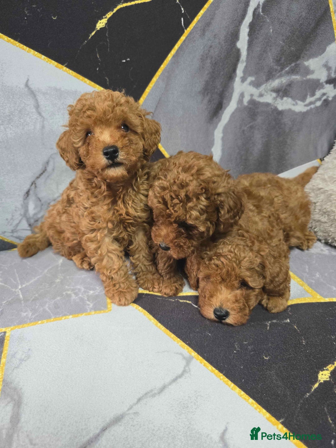 Toy Poodle dogs for sale: 3 Stuninngly cute red toy poodle puppies - Advert 2