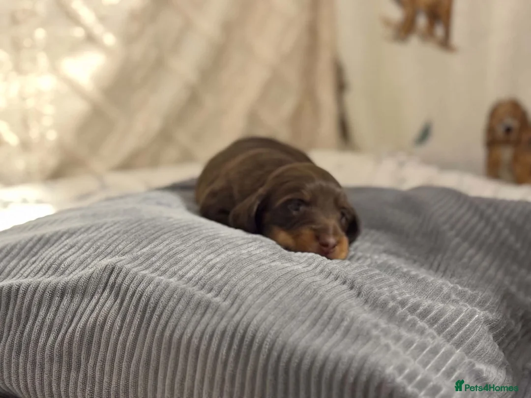 Dachshund dogs for sale: Gorgeous Miniature Dachshunds  in Deal - Advert 2