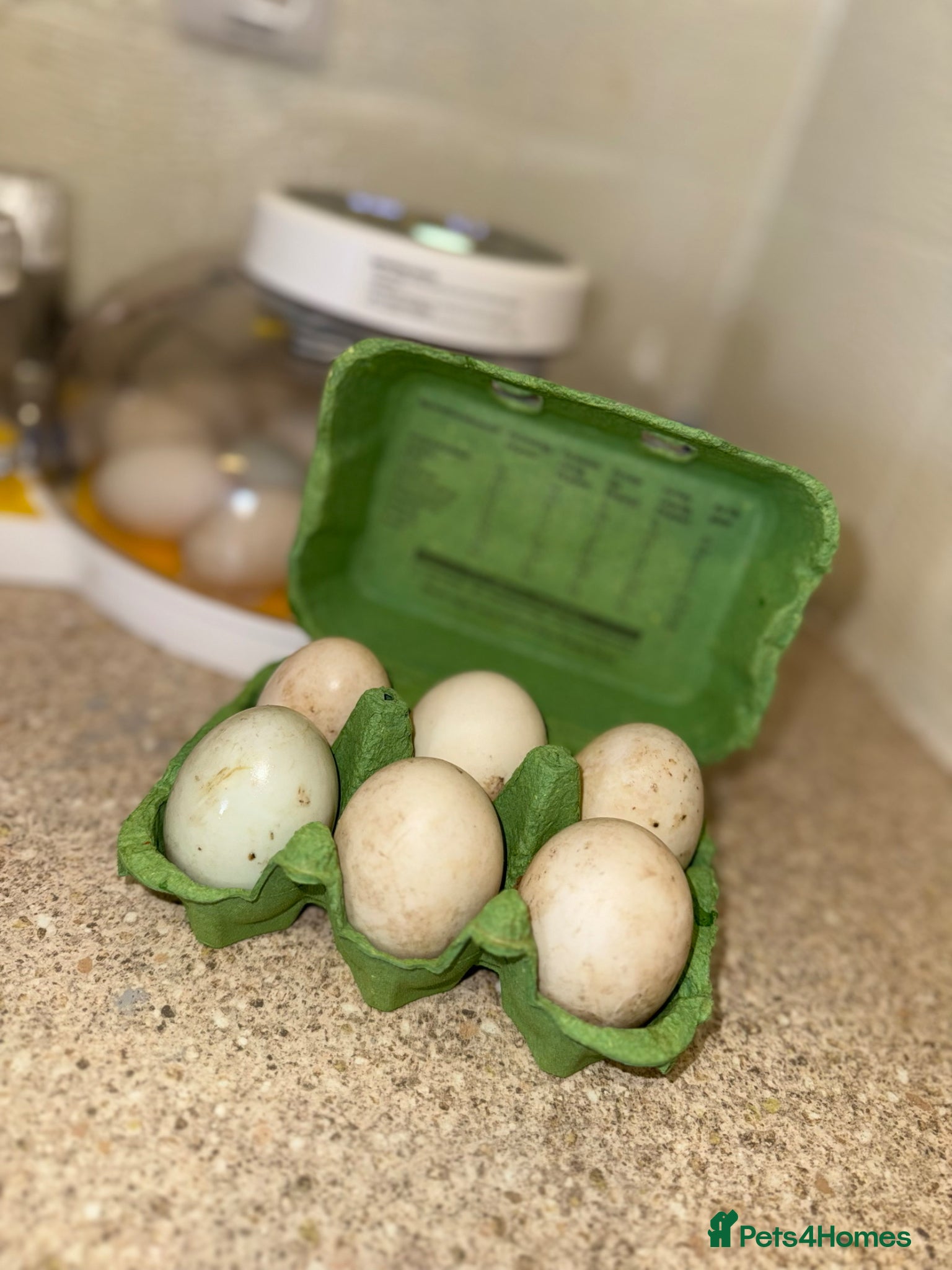 Ducks poultry Fertile runner duck eggs available  - Advert 17
