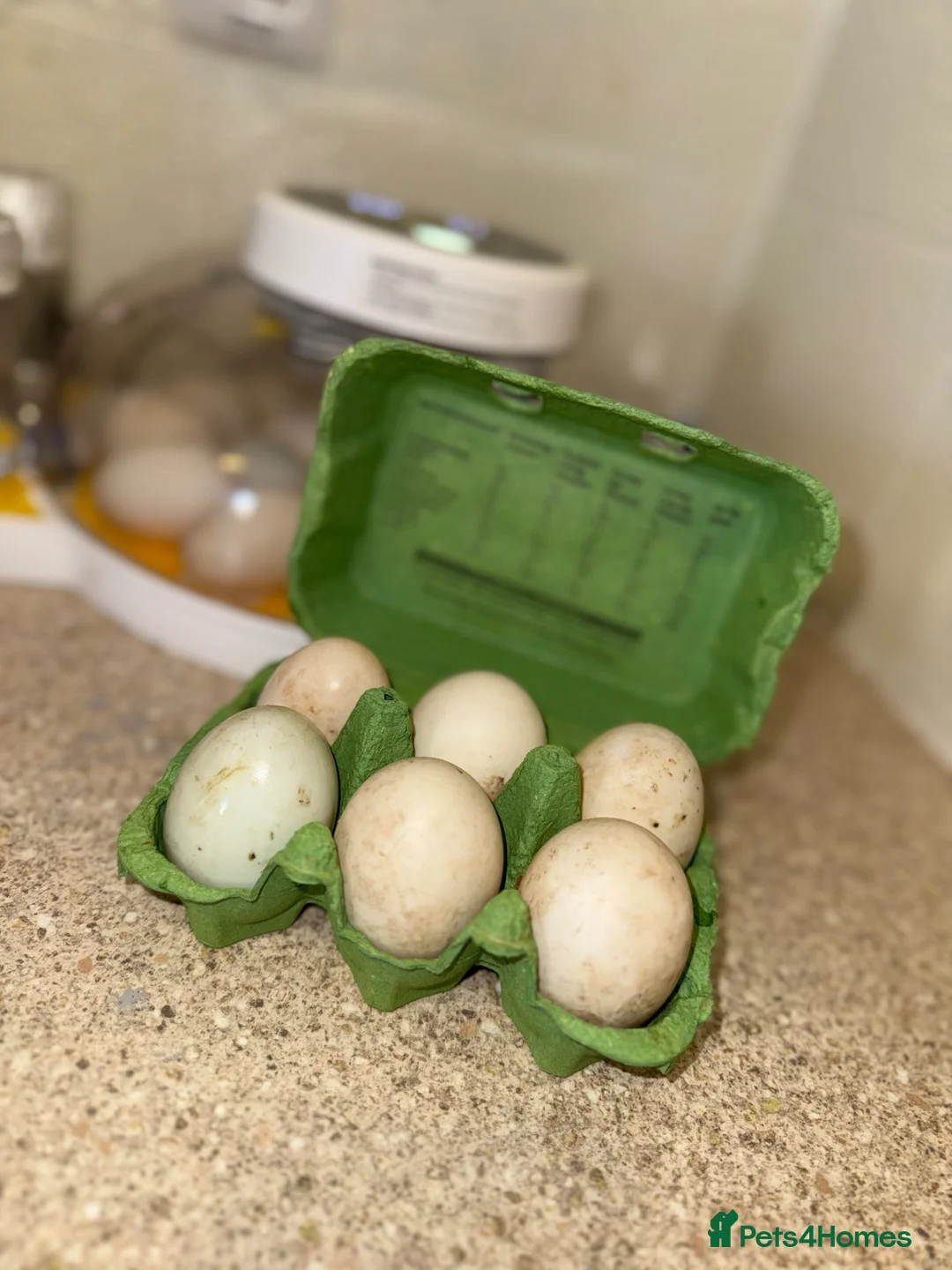 Ducks poultry for sale: Fertile runner duck eggs available  - Advert 1