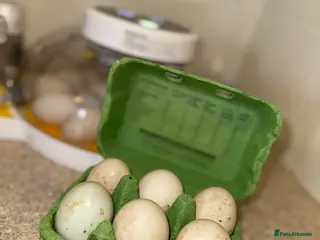 Ducks poultry Fertile runner duck eggs available - Advert 11