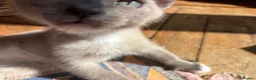 Tonkinese cats for sale: Superb Tonkdoll kittens - Advert 7