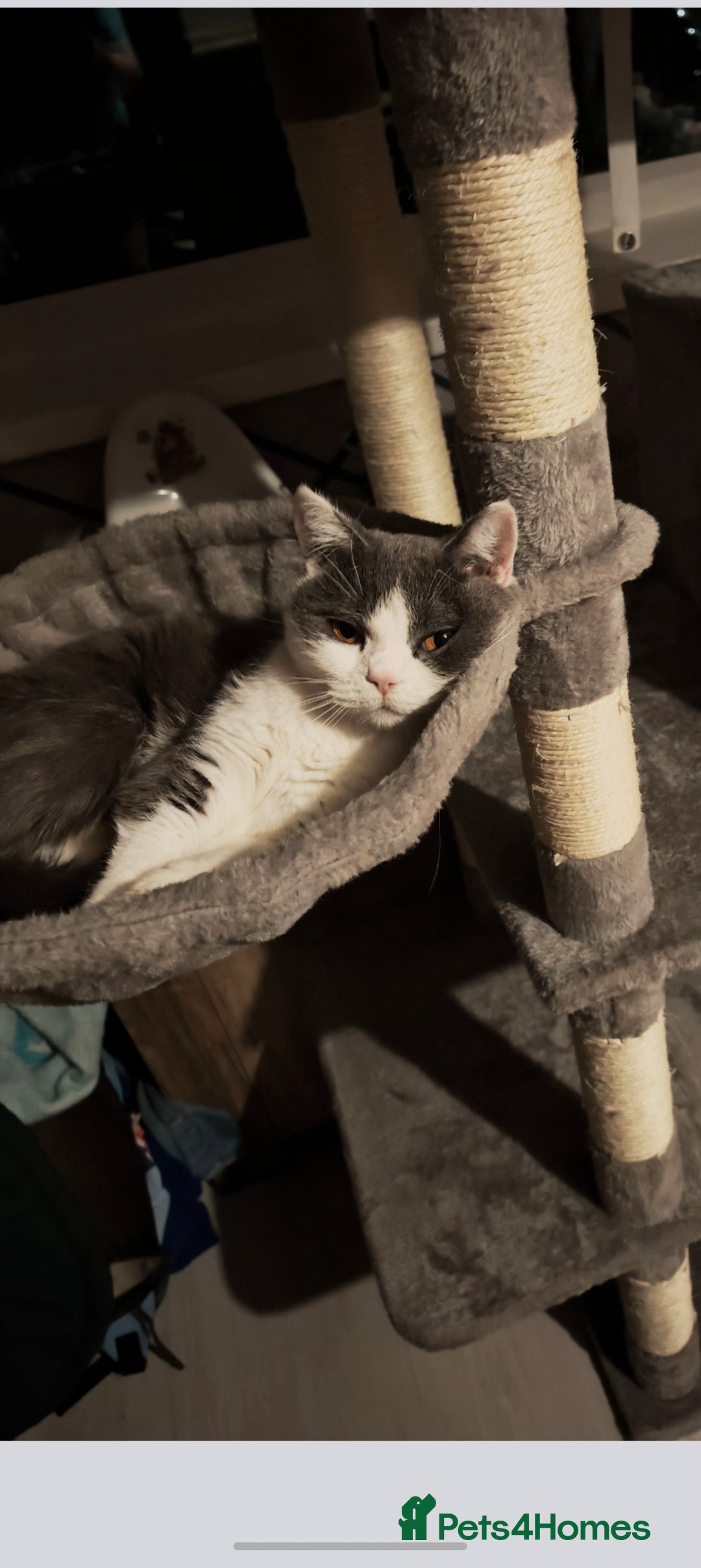 British Shorthair cats for sale: British shorthair  - Advert 4