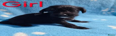 Jackapoo 6