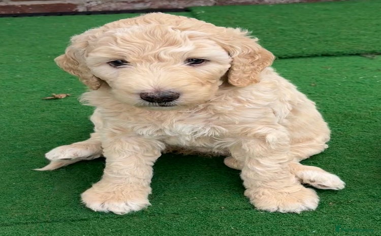 Goldendoodle dogs - Advert 1