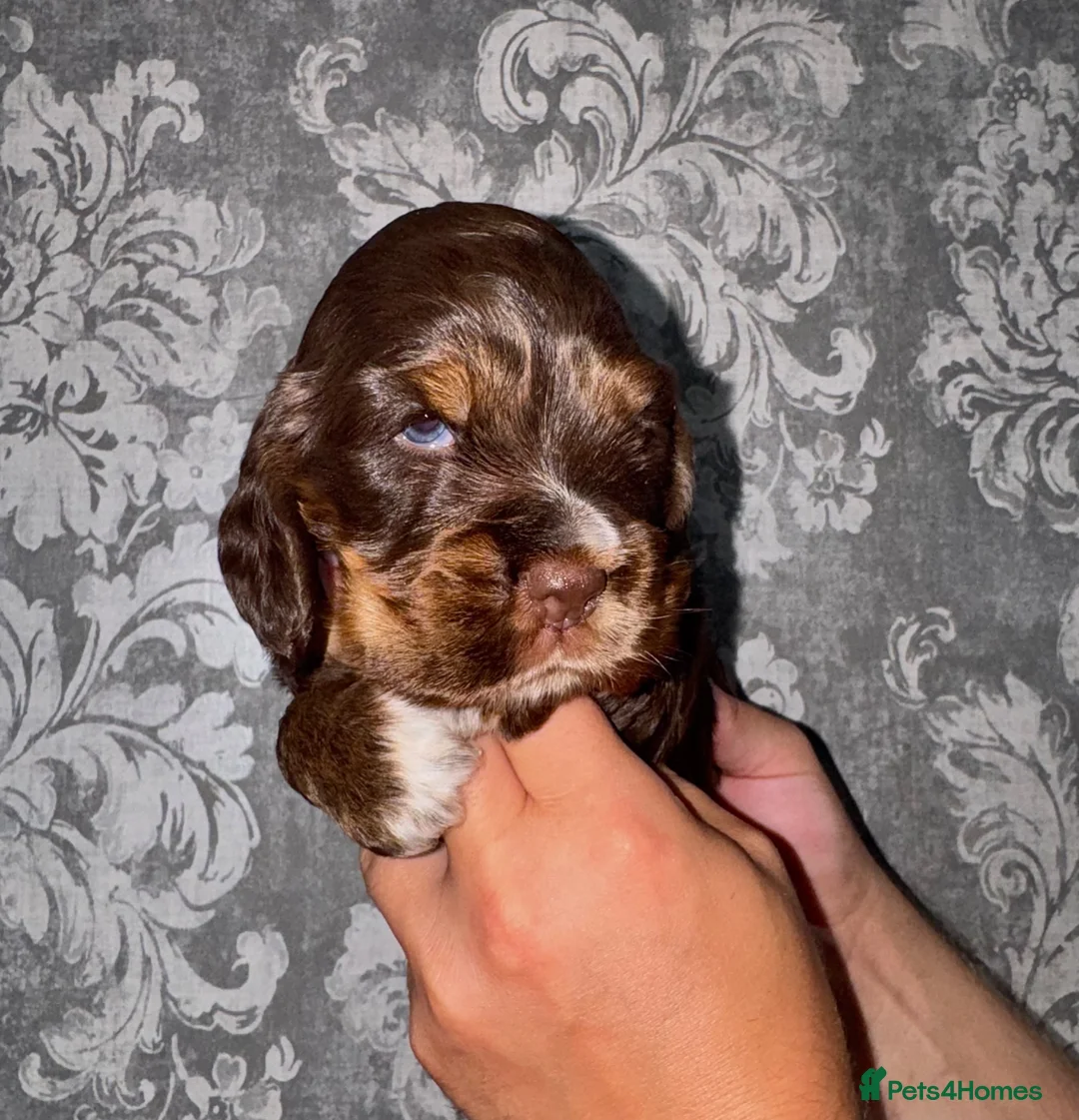 Cocker Spaniel dogs for sale: Beautiful chunky true to type showtype spaniels🐶 - Advert 1