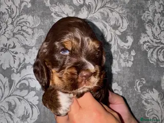 Cocker Spaniel dogs Beautiful chunky true to type showtype spaniels🐶 - Advert 2
