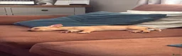 Chihuahua dogs for sale: 17 week old Girl Chihuahua  in Stoke-on-Trent - Advert 3