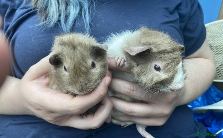 Guinea Pig rodents in King's Lynn - Advert 11