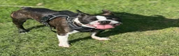 Boston Terrier dogs for stud: KC Registered Brindle Boston Terrier  - Advert 9