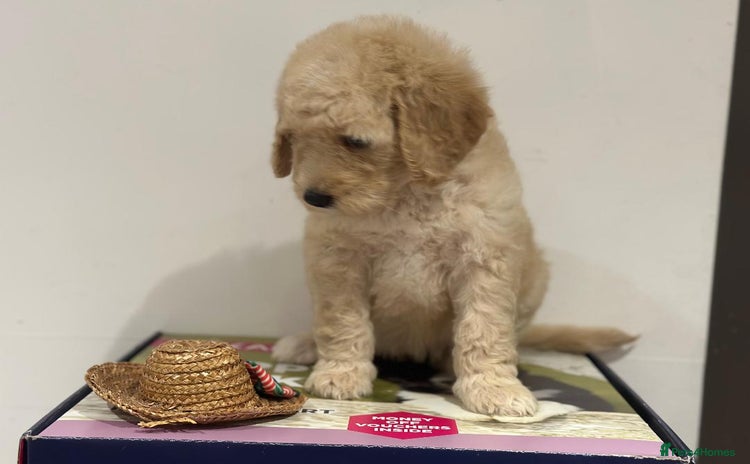 Mixed Breed dogs F1B SAINTBERNADOODLE BOYS AND GIRLS - Advert 2