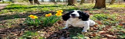Cocker Spaniel dogs for sale: Working cocker spaniel puppies - Advert 1