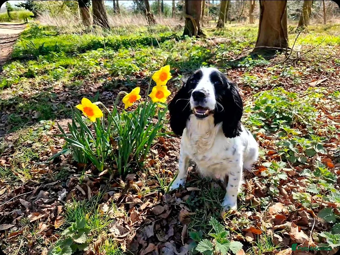 Cocker Spaniel dogs for sale: Working cocker spaniel puppies - Advert 1