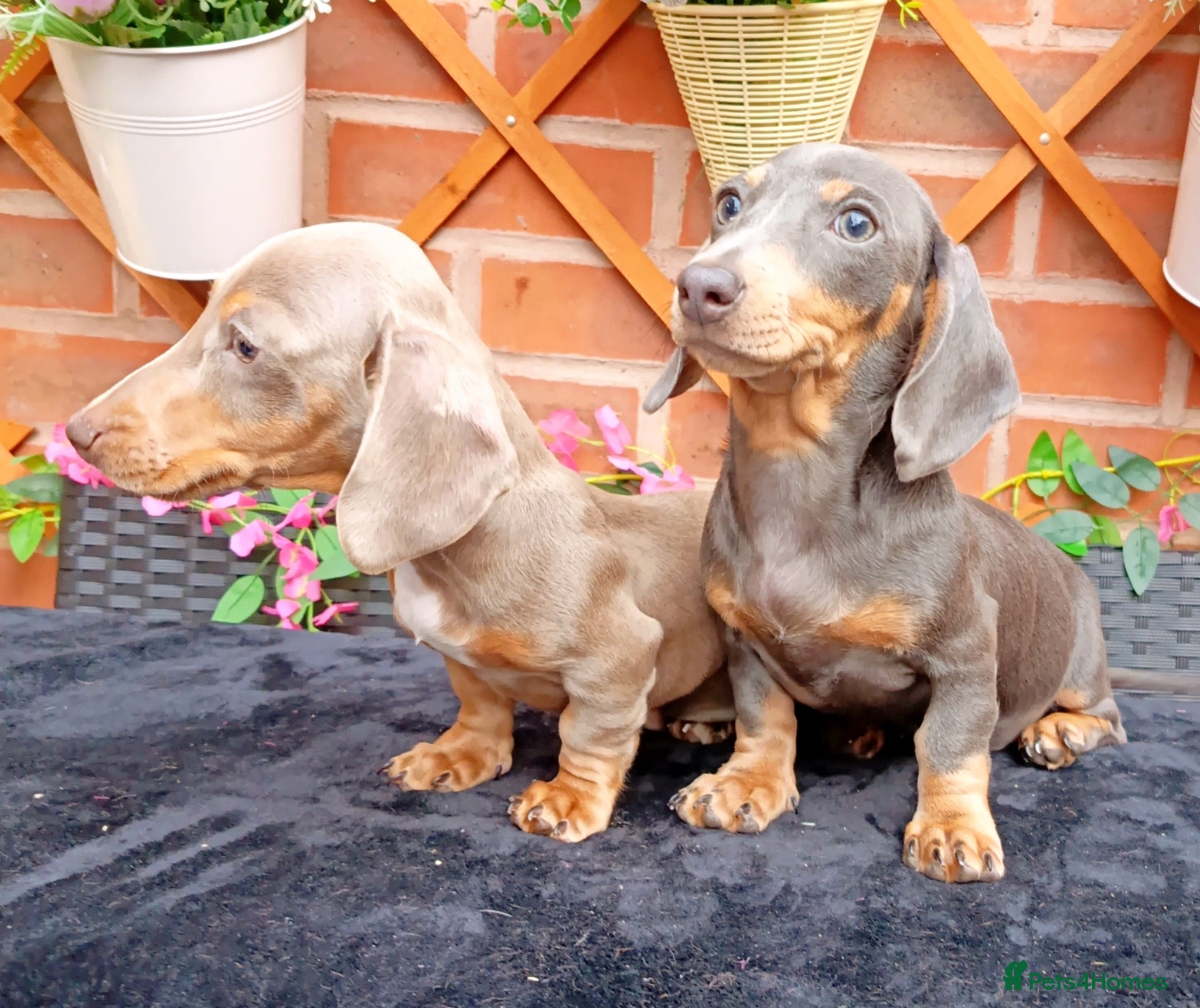 Miniature Dachshund dogs READY NOW VERY PETIT MINIDAXIS KC REG PRA CLR - Advert 2