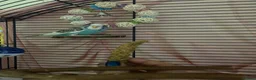 Budgerigars birds for sale: Female budgie for sale in Southampton - Advert 3