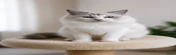 Ragdoll cats for sale: Beautiful Tica Registered Kittens Ragdoll - Advert 34