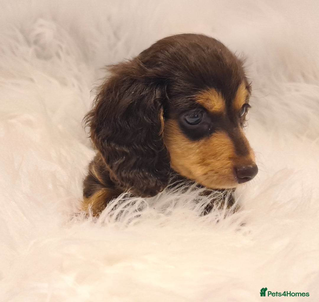 Miniature Dachshund dogs for sale: KC Daxi's health tested parents.READY - Image 20