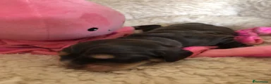 Cocker Spaniel 5