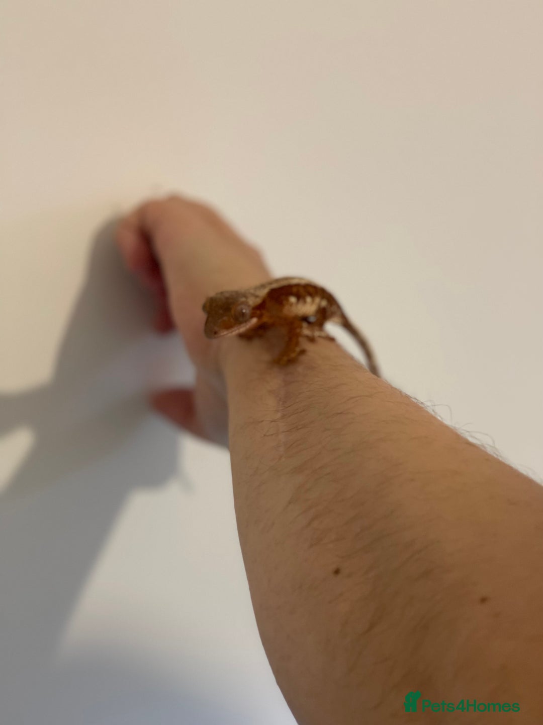 Gecko reptiles for sale: Crested Gecko - Advert 20