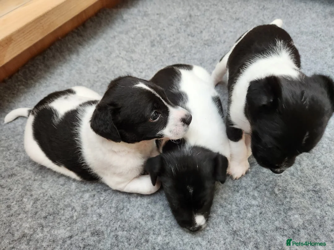 Jack Russell dogs for sale: Jack Russell puppies  in Saltash - Advert 2