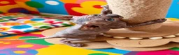Sphynx cats for sale: STUNNING SPHYNX ELF/CANADIAN KITTENS - Advert 8