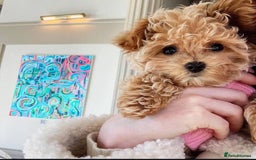 Maltipoo dogs for sale: ✨ Adorable Maltipoo Puppies Ready for New Homes! ✨ - Image 5