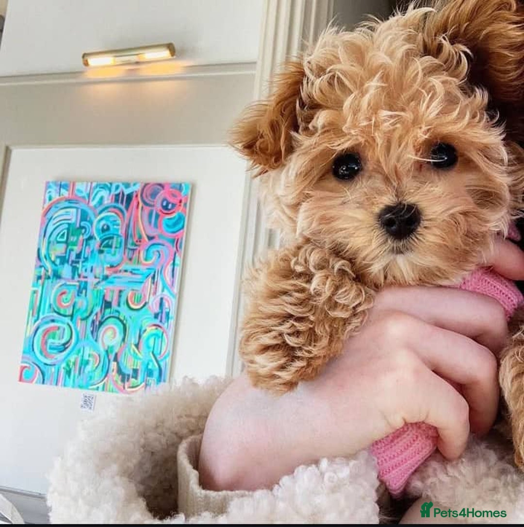 Maltipoo dogs for sale: ✨ Adorable Maltipoo Puppies Ready for New Homes! ✨ - Image 5