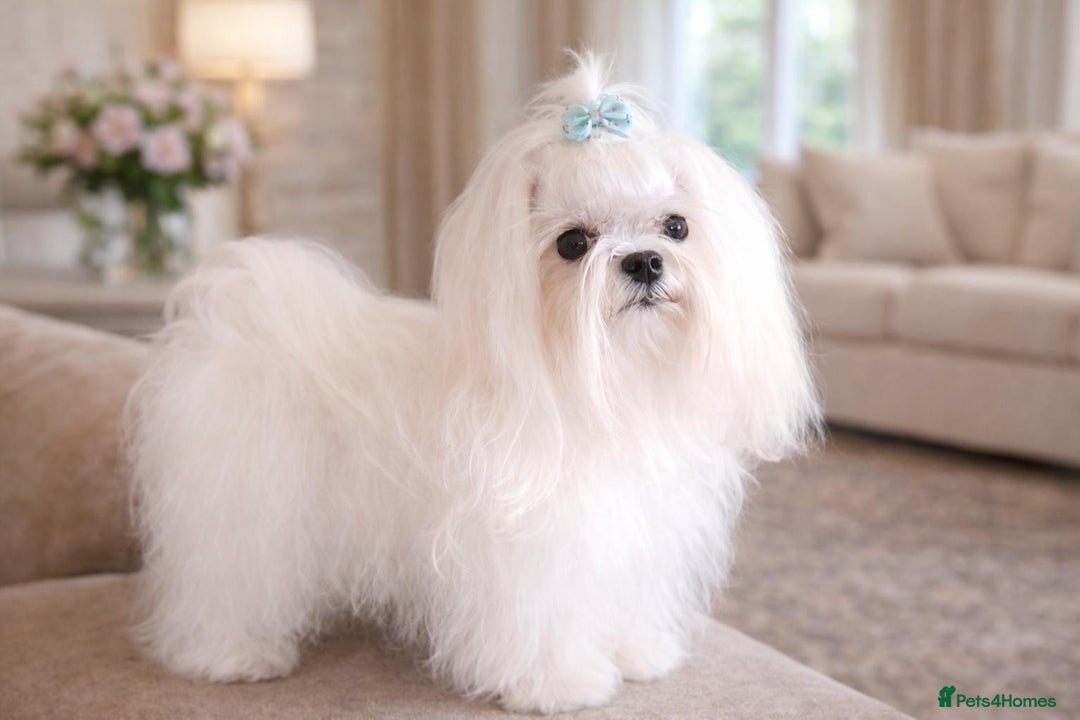 Maltipoo dogs for sale: Tiny Koreans maltipoo  - Advert 13