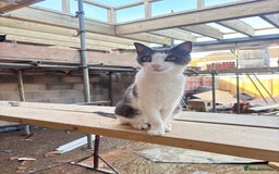 Mixed Breed cats for sale: Rocky male Siamese x - Image 1