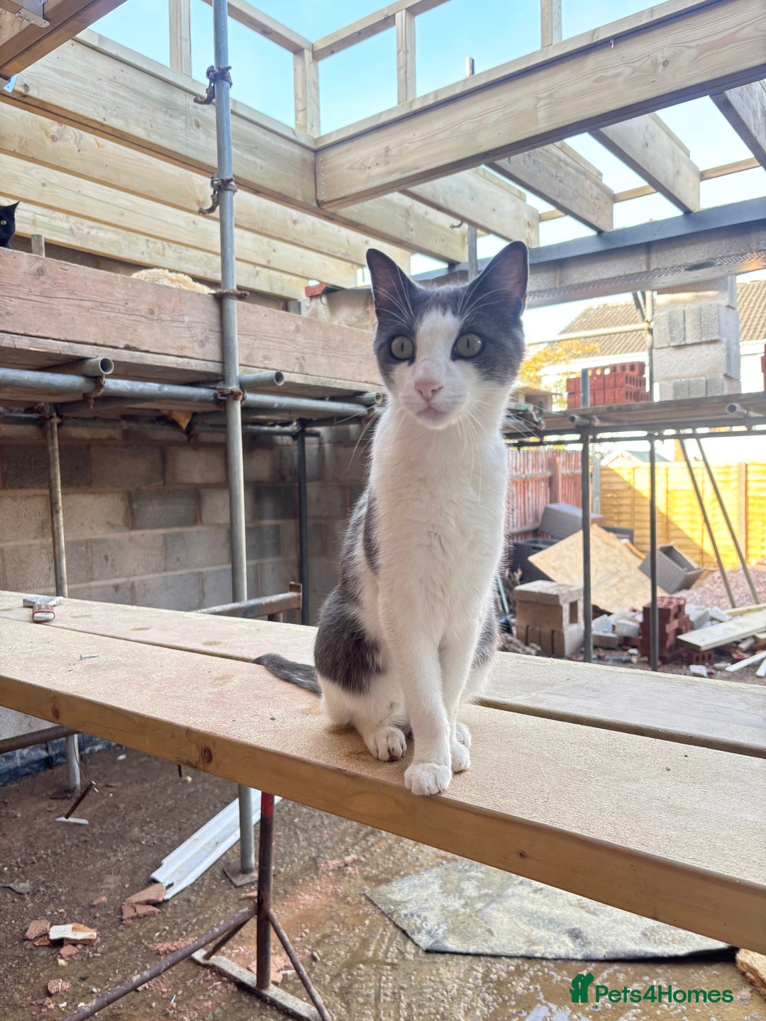 Mixed Breed cats for sale: Rocky male Siamese x - Image 1