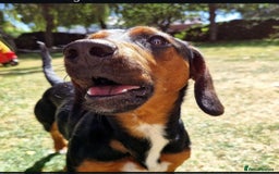 Mixed Breed dogs for sale: Bruno 2 years old - Image 3