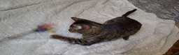 Bengal cats for sale: TICA,pedigree,  bengal girl - Advert 9