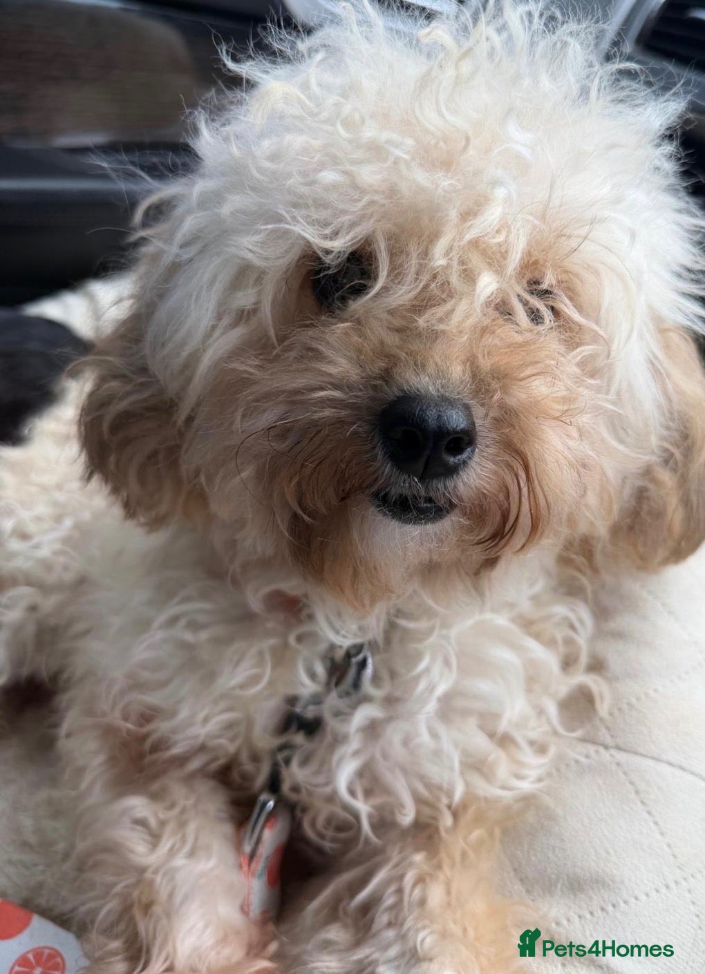 Cavapoo dogs 🤎✨ Toy Cavapoo Looking for His Forever Home 🐾 - Advert 2