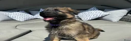 German Shepherd dogs for sale: 🐾 Beautiful kc German shepherd puppies🐾 - Advert 4